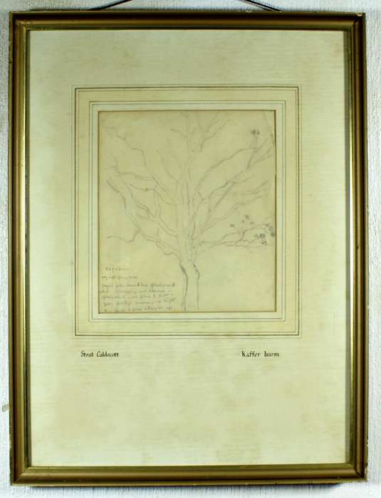 Strat Caldecot - Tree pencil drawing
