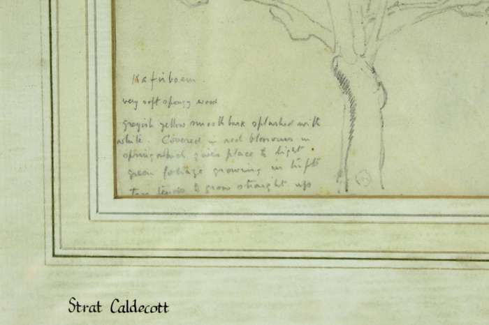 Strat Caldecot - Tree pencil drawing