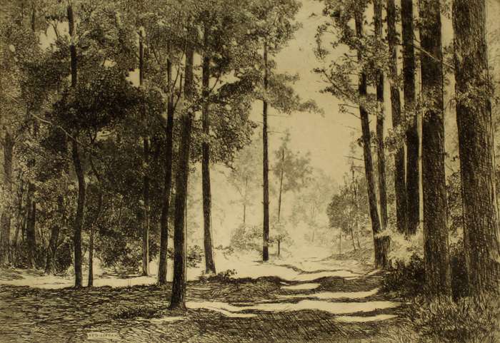 Reg Jordan - Tsitsikama forest