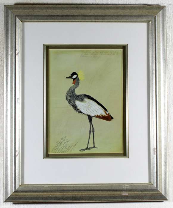 Grey crowned crane