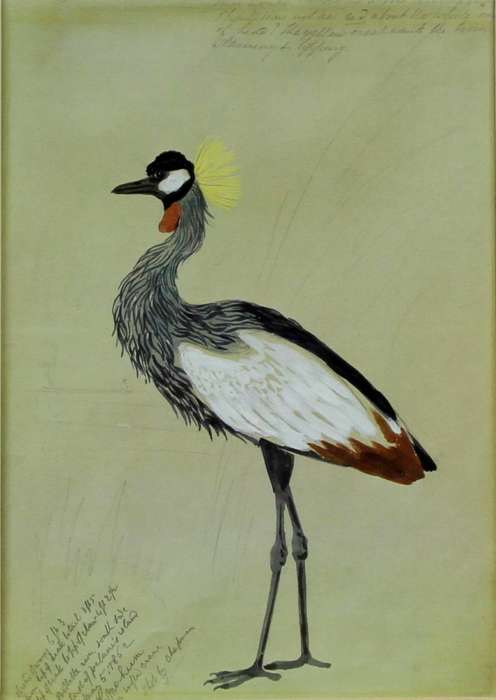 Grey crowned crane