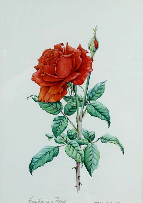 Barbara Jeppe - Rose still life