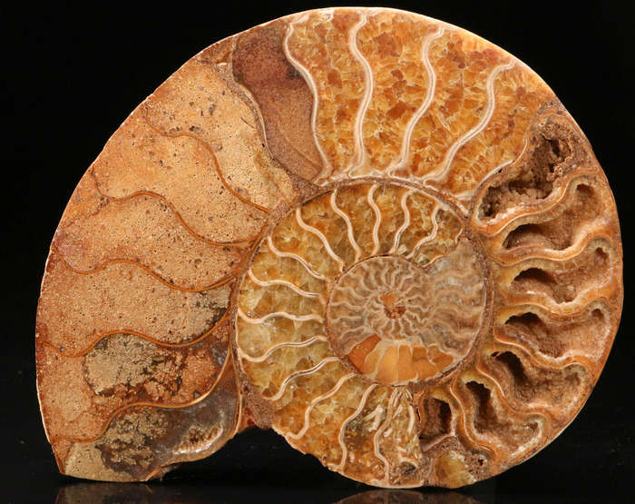 Polished Amonite, Madagascar