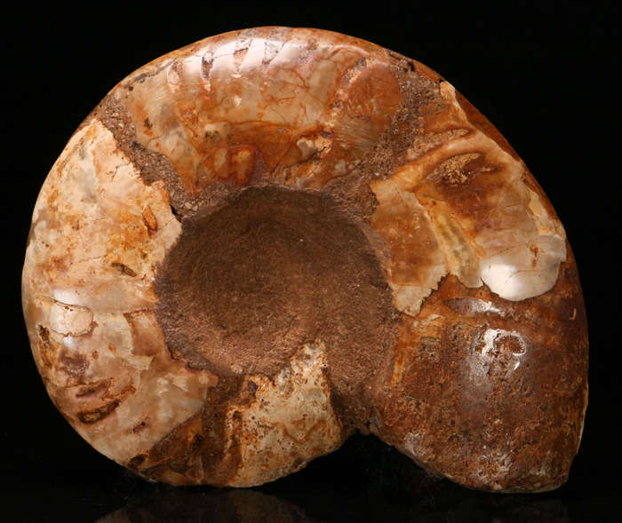Polished Amonite, Madagascar