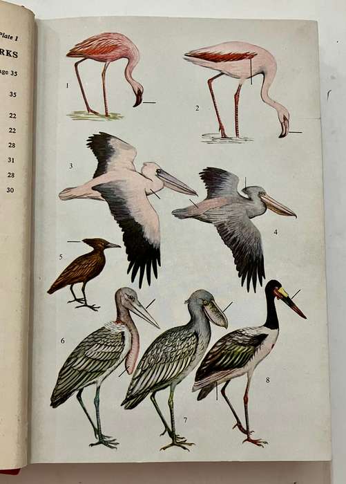 The Birds of East and Central Africa - JG Williams. Hardcover no dj, 1st Ed. 1963.