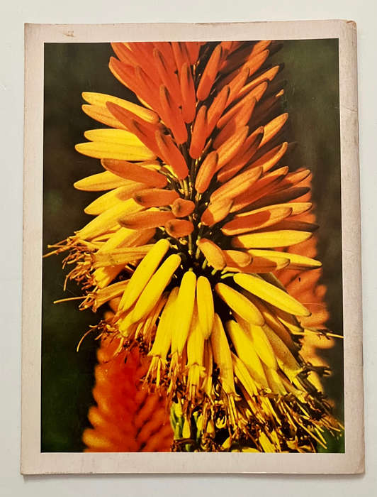 Pride of South Africa 11: Aloes - Barbara Jeppe. Softcover, 1974