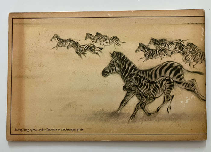 Animals Through the Eyes of an Artist - Ralph Thompson. Softcover, 1st Ed. 1970