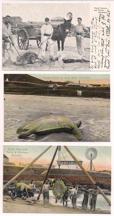 Ascension  three picture postcards c.1906/8, Turtles