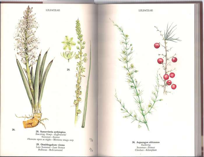 Wild Flowers of the Northern Cape / Veldblomme van Noord-Kaapland, Adams