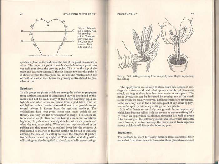 Starting with Cacti, Boarder