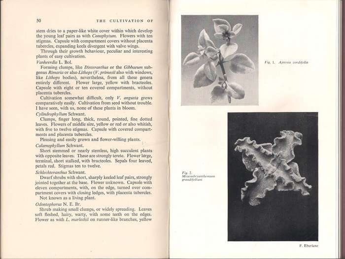 The Cultivation of the Mesembryanthemaceae, Schwantes