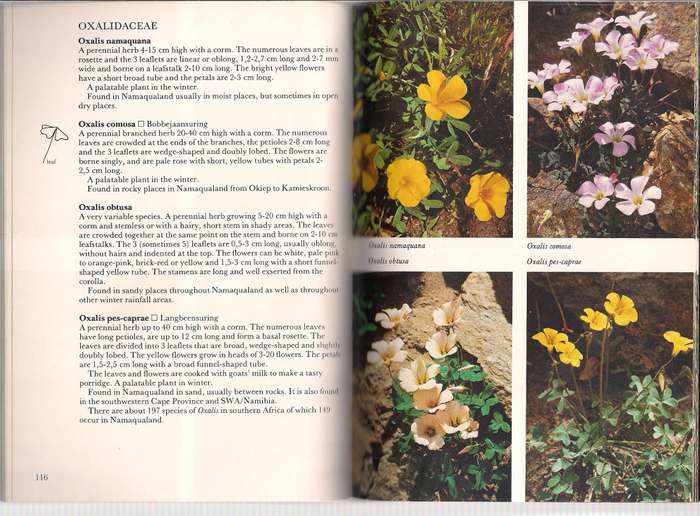 South Africa Wild Flower Guide # 1 Namaqualand