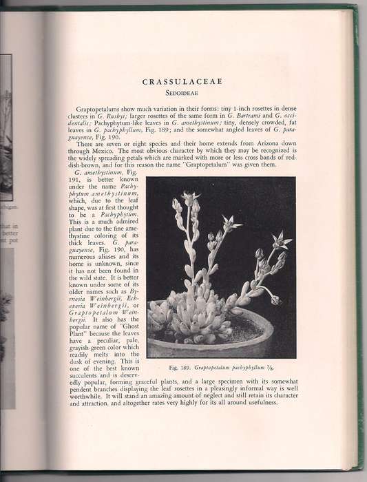 Succulents for the Amateur, Brown et al