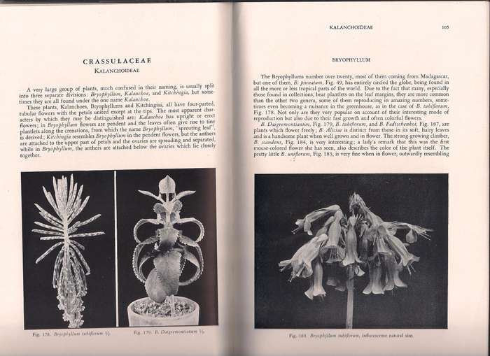 Succulents for the Amateur, Brown et al