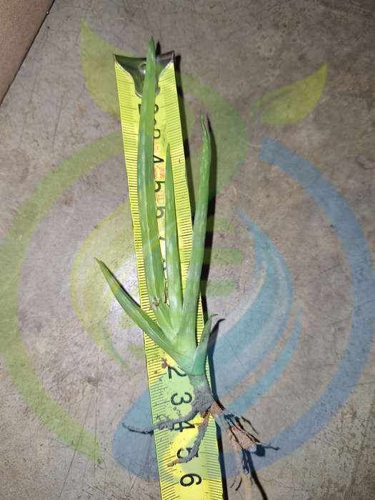 Aloe Vera Plants