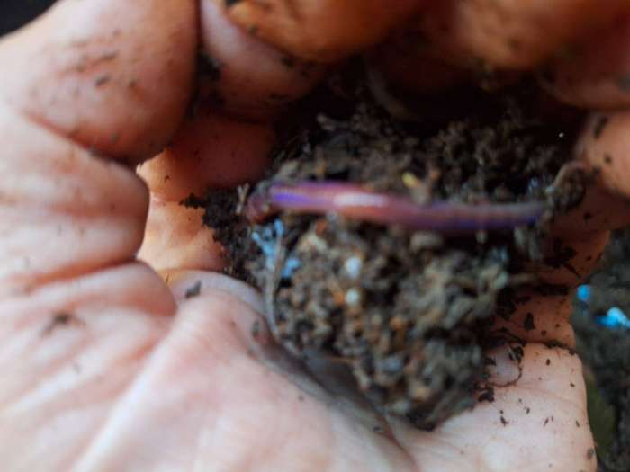 African Night Crawler Earthworms