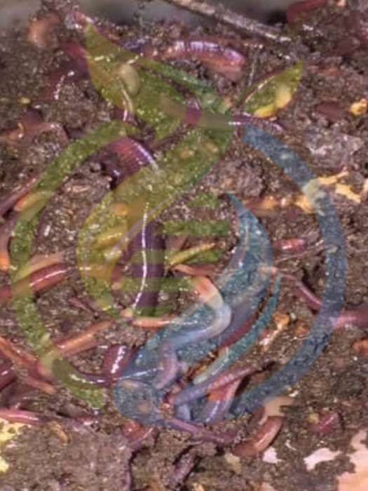 African Night Crawler Earthworms