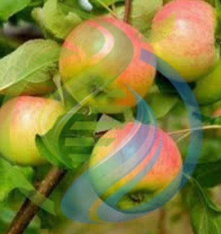 Anna Apple tree