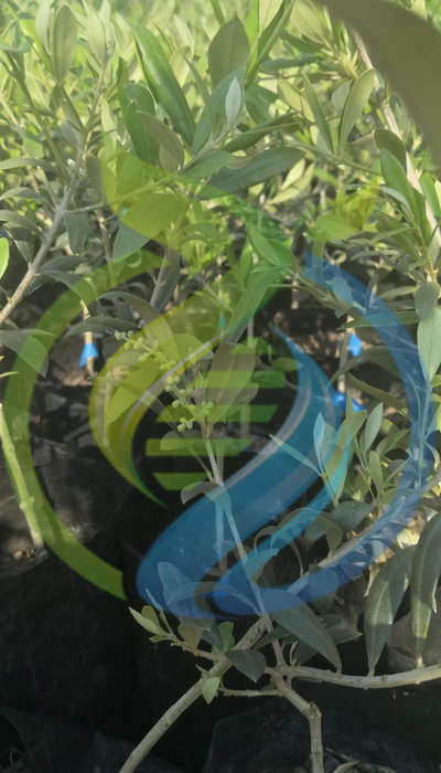 Arbequina Olive tree