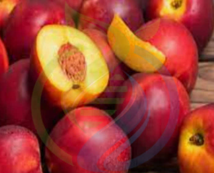 Armking Nectarine fruit tree