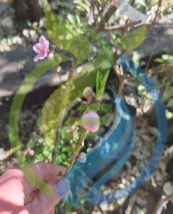 Armking Nectarine fruit tree