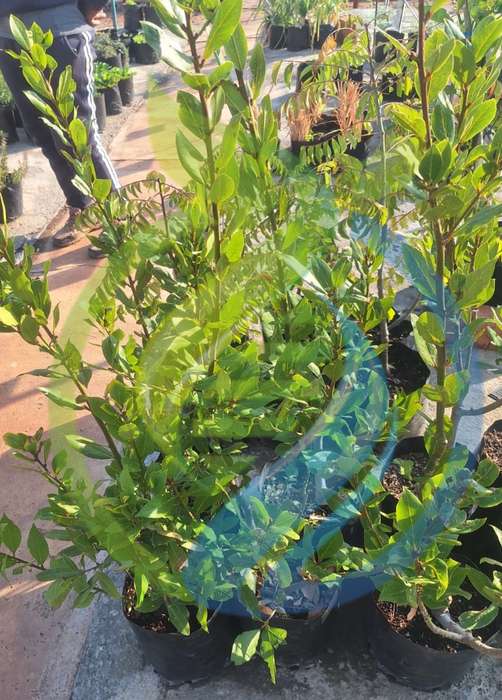 Bay Leaf Tree