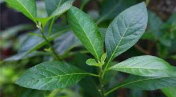Bitterleaf Tree seed