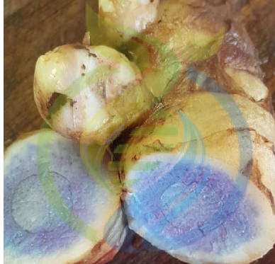 Black Turmeric Rhizome