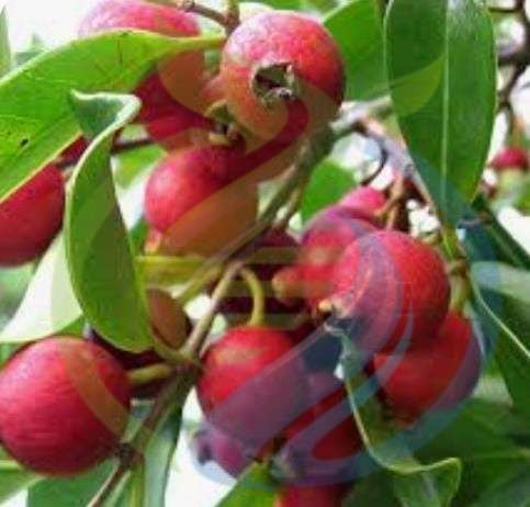 Cherry Guava tree