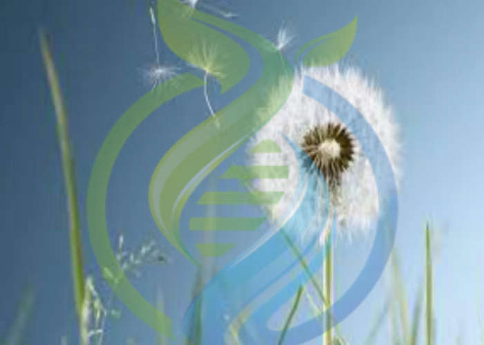 Dandelion seed
