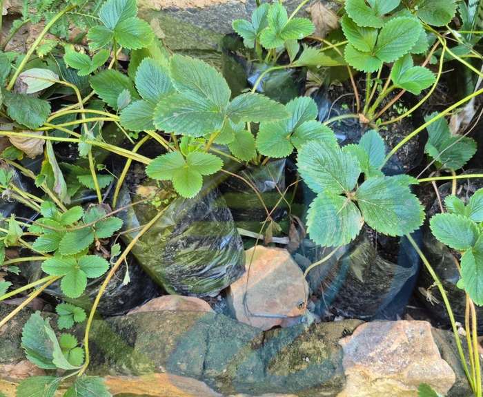 Eversweet Strawberry Plant special