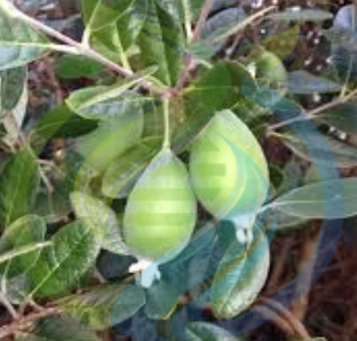Fejoa Seed