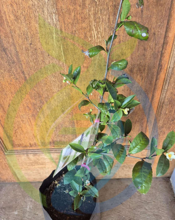 Green Tea plant