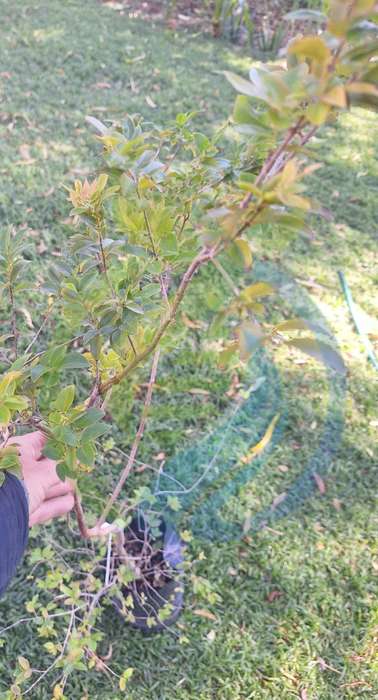 King Jabuticaba Tree