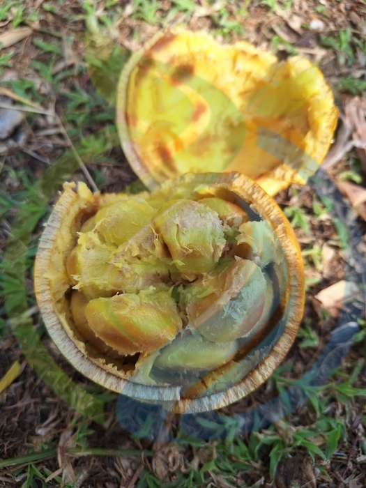 Monkey Orange fruit seed