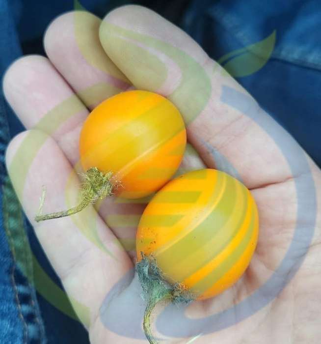 Naranjilla fruit seed