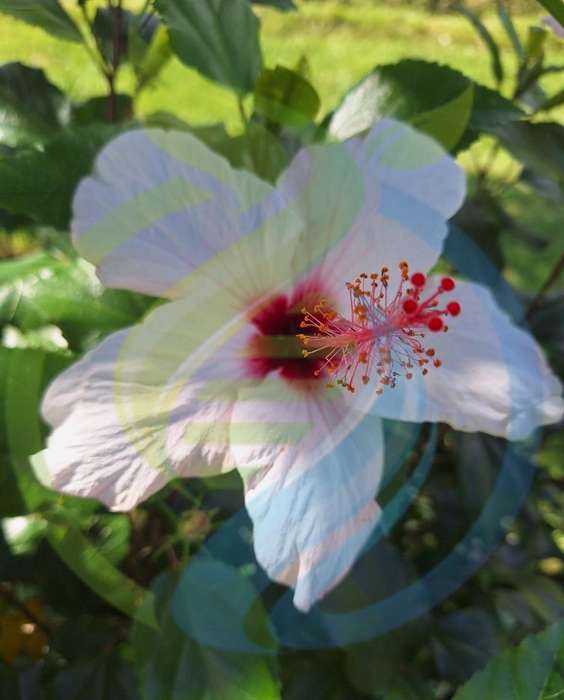 Hibiscus plant cream and pink