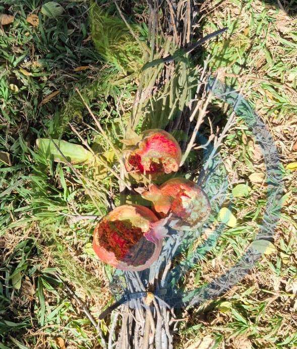 Pomegranate Cuttings