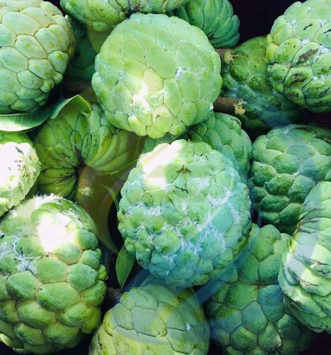 Sugar apple seeds