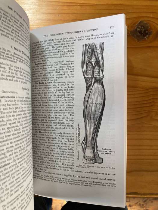 Gray's Anatomy- Henry Gray    1974