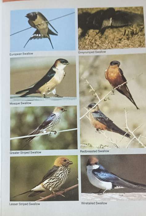 Field Guide to the Birds of Southern Africa - Ian Sinclair - Softcover - 368 pages