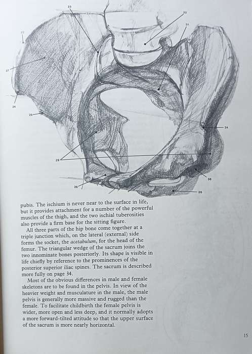 Figure Drawing And Anatomy For The Artist - John Raynes - Softcover - 256 pages