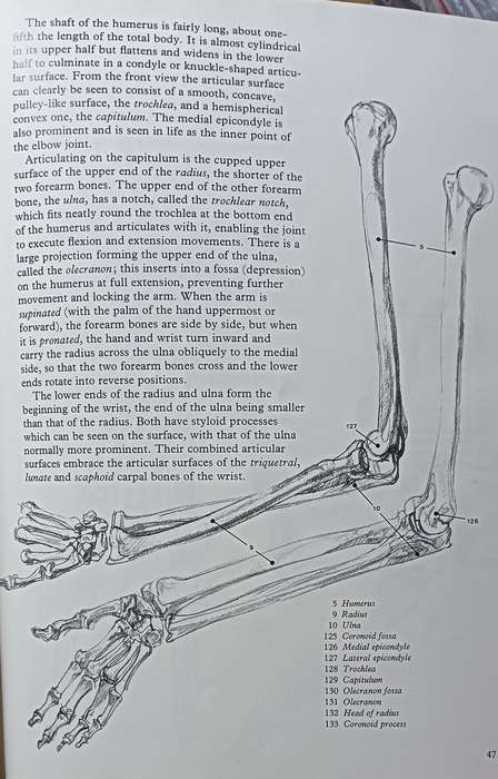 Figure Drawing And Anatomy For The Artist - John Raynes - Softcover - 256 pages