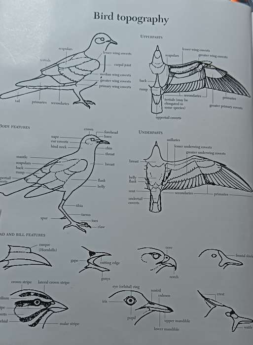 Southern African Birds - A Photographic Guide - Sinclair & Davidson - Hardcover - 304 pages