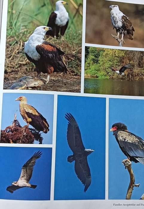 Southern African Birds - A Photographic Guide - Sinclair & Davidson - Hardcover - 304 pages