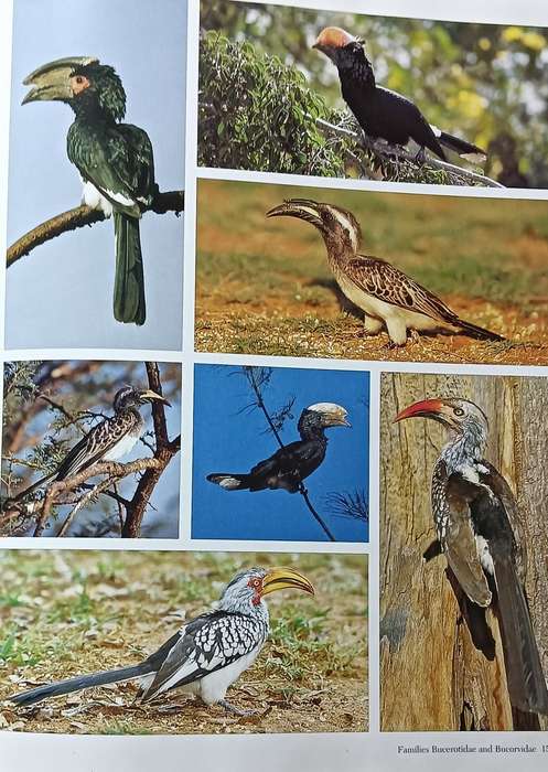 Southern African Birds - A Photographic Guide - Sinclair & Davidson - Hardcover - 304 pages