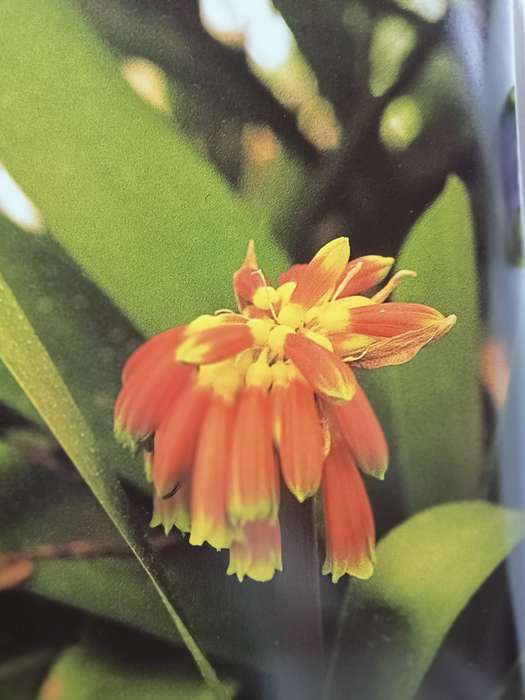 Die Suid-Afrikaanse watter Blom is Dit - Kristo Pienaar - Softcover - 368 pages