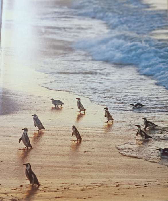 As Free as a Bird - Birds of Southern Africa - Peter Johnson - Hardcover - 208 pages