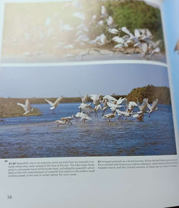 As Free as a Bird - Birds of Southern Africa - Peter Johnson - Hardcover - 208 pages