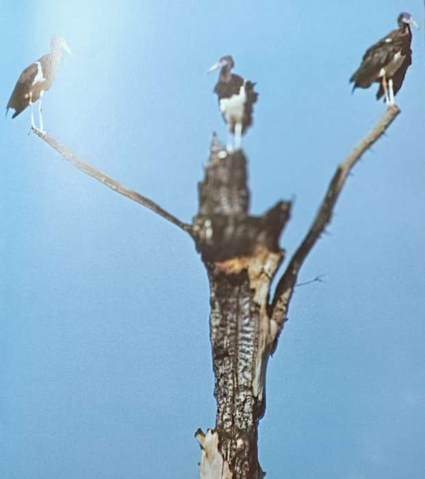 As Free as a Bird - Birds of Southern Africa - Peter Johnson - Hardcover - 208 pages